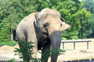 У таїланді слон загинув британський турист У таїланді слон загинув британський турист