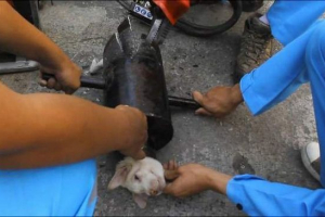 У таїланді врятував щеня, застряг у трубі У таїланді врятував щеня, застряг у трубі