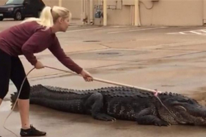 У техасі, 360-кілограм алігатор ходив уздовж торгового центру У техасі, 360-кілограм алігатор ходив уздовж торгового центру