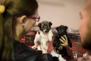 У томську було проведено справедливе розподіл, де власники знайшли близько сорока тварин У томську було проведено справедливе розподіл, де власники знайшли близько сорока тварин