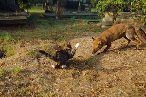 У удмуртії божевільна лисиця напала на домашніх тварин У удмуртії божевільна лисиця напала на домашніх тварин