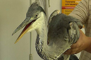 У улан-уде, будівельники врятували поранену чавуну У улан-уде, будівельники врятували поранену чавуну