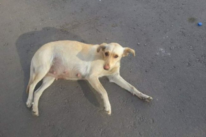 У воронежі, вагітна собака була натхнена в тротуарних плитах У воронежі, вагітна собака була натхнена в тротуарних плитах