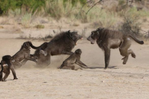 У зімбабве, бабуони відключили радіостанцію У зімбабве, бабуони відключили радіостанцію