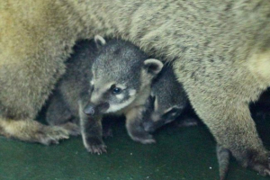 У зоопарку красноярска показало cub coaty (row) У зоопарку красноярска показало cub coaty (row)
