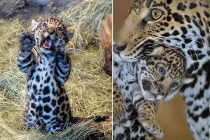 У зоопарку майамі перша перевірка молодого димного леопарда пройшло У зоопарку майамі перша перевірка молодого димного леопарда пройшло