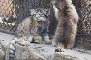 У новосибірському зоопарку показали молодий манул У новосибірському зоопарку показали молодий манул