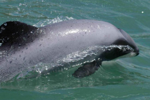 Вакіта - це рідкісні морські свині Вакіта - це рідкісні морські свині