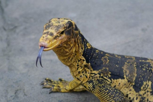 Coney varan - motley lizard Coney varan - motley lizard