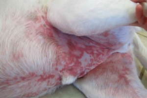 Вамкуліт у собак - синдроми захворювання, діагностика та лікування Вамкуліт у собак - синдроми захворювання, діагностика та лікування