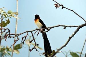 Вдова - птах з трагічним ім'ям Вдова - птах з трагічним ім'ям
