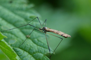 Великобританія буде вторгнення до меншого Великобританія буде вторгнення до меншого