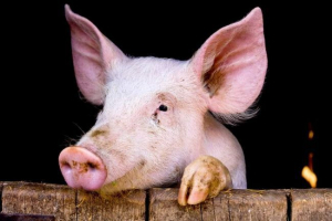 Сполучене королівство починає створювати химера Сполучене королівство починає створювати химера