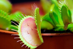 Венера мухоловка (діоне) Венера мухоловка (діоне)