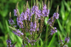 Препарат verbena (nonhvorest) Препарат verbena (nonhvorest)