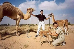 Verblylamame або kama - хто був перетнутий на цей раз? Verblylamame або kama - хто був перетнутий на цей раз?