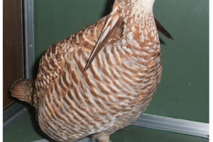 Хіт терев Хіт терев