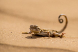 Вертикалка Вертикалка