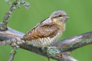 Блукання Блукання