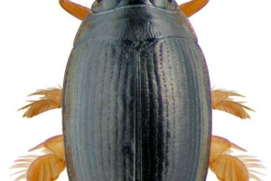 Бойовики - водні помилки Бойовики - водні помилки