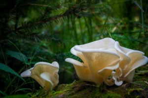 Устриця oyster Устриця oyster