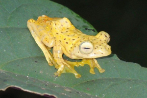 Glind жаби: сорти, опис Glind жаби: сорти, опис