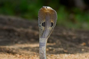Відео, на якому людина поцілує отруйну кобра, вибухнула інтернет Відео, на якому людина поцілує отруйну кобра, вибухнула інтернет