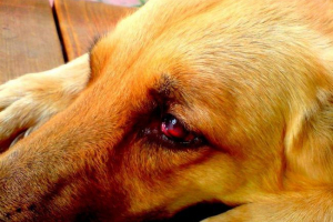 Відео крику собака підірвала в інтернеті Відео крику собака підірвала в інтернеті