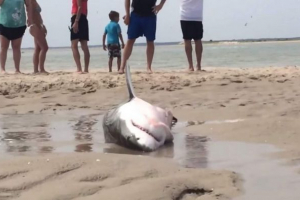 Біла акула спалювання відео на пляжі в сша завоювалися користувачі інтернету Біла акула спалювання відео на пляжі в сша завоювалися користувачі інтернету