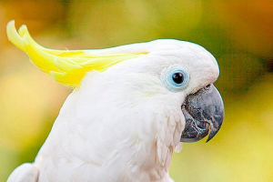 Типи домашніх білих папуг: фото та назви Типи домашніх білих папуг: фото та назви