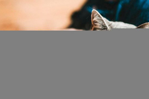 Типи та опис гіпоалергенних котячих порід Типи та опис гіпоалергенних котячих порід