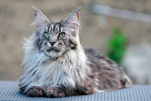 Типи та опис кішок з кистями на вухах Типи та опис кішок з кистями на вухах