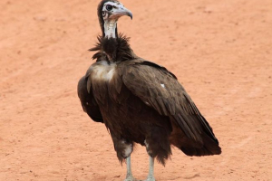 Типи та опис гривень Типи та опис гривень