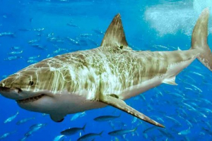 Динаміки та струшують акул - характеристики, приклади та фотографії Динаміки та струшують акул - характеристики, приклади та фотографії