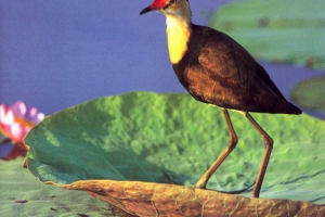 Типи janas. Їх особливості та спосіб життя Типи janas. Їх особливості та спосіб життя