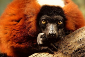 Типи лемурова Типи лемурова