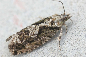 Типи лейферок. Шкоду від лівого Типи лейферок. Шкоду від лівого