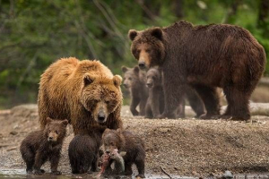 Погляди ведмедів. Опис, назви та особливості ведмедів Погляди ведмедів. Опис, назви та особливості ведмедів