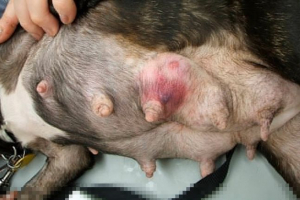 Типи пухлинних новоутворень у собак на молочних залозах Типи пухлинних новоутворень у собак на молочних залозах