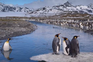 Типи пінгвінів, їх особливості та місця проживання Типи пінгвінів, їх особливості та місця проживання