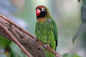 Типи папуги любить Типи папуги любить