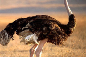 Типи страуса Типи страуса