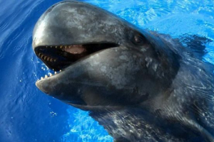 Типи зубів китів Типи зубів китів