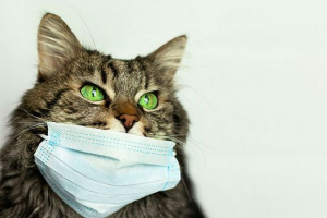 Вірусний перитоніт у кішках - які симптоми? Вірусний перитоніт у кішках - які симптоми?