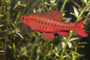 Черешня барбус: фото, опис Черешня барбус: фото, опис