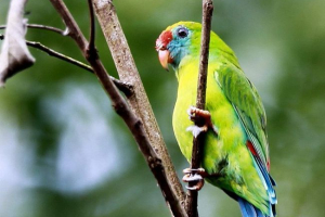 Висячі папуги - птахи, які живуть ноги Висячі папуги - птахи, які живуть ноги