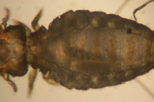 Valiveda - небезпечні паразити Valiveda - небезпечні паразити