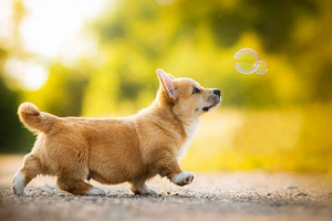 Зовнішній вигляд, природа та особливості вмісту породи порід Зовнішній вигляд, природа та особливості вмісту породи порід