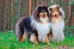 Зовнішній вигляд, характер і догляд за собакою collie Зовнішній вигляд, характер і догляд за собакою collie