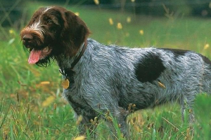 Поява і природа драфра, особливості догляду та навчання Поява і природа драфра, особливості догляду та навчання